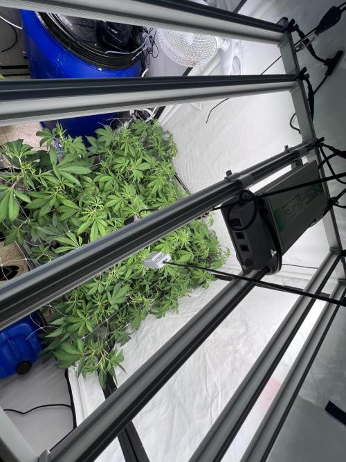 Slurricane #7 mother + clones party. Week 14 - Before Defoliation