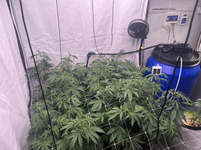 Slurricane #7 mother + clones party. Week 14 - Before Defoliation