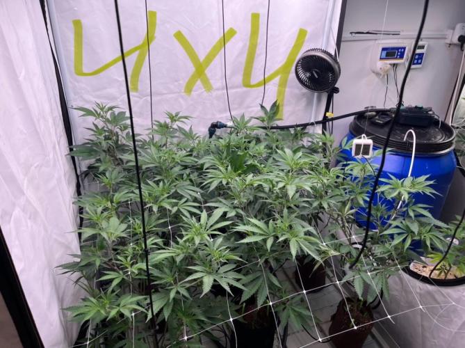 Slurricane #7 mother + clones party. Week 14 - After Defoliation