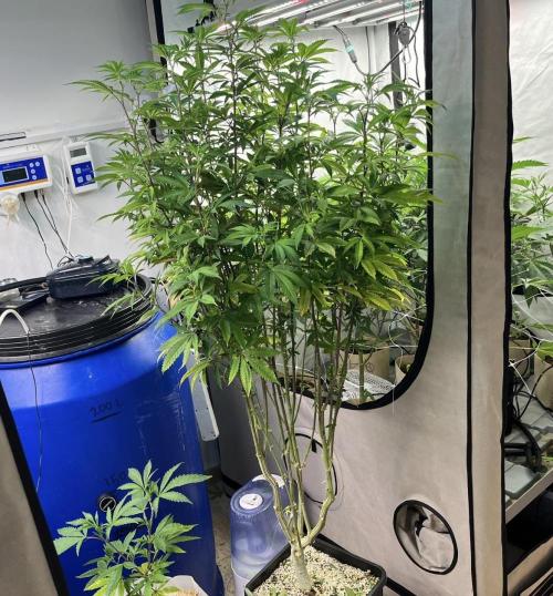 Slurricane #7 mother + clones party. Week 14 - After Defoliation