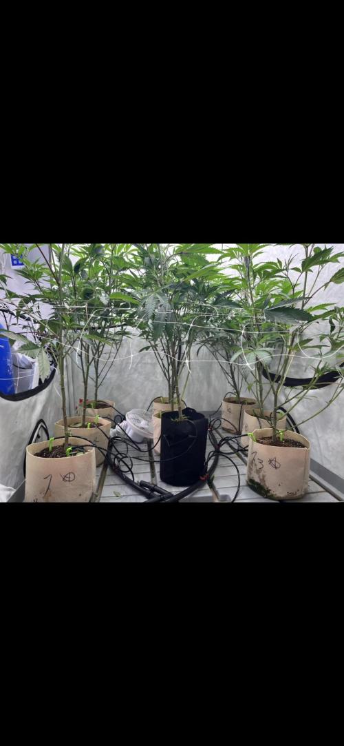 Slurricane #7 mother + clones party. Week 14 - After Defoliation