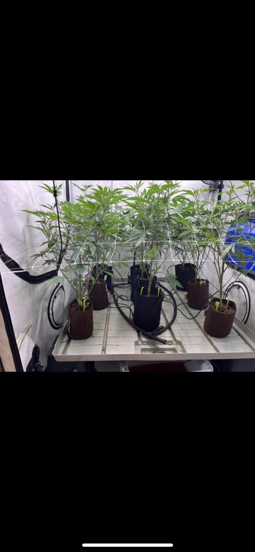 Slurricane #7 mother + clones party. Week 14 - After Defoliation