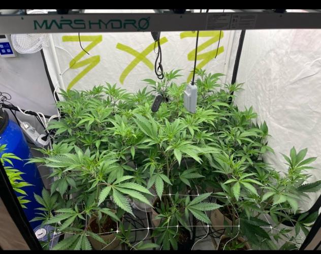 Slurricane #7 mother + clones party. Week 14 - After Defoliation
