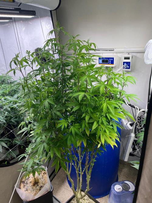 Slurricane #7 mother + clones party. Week 15 - Mother plant is going to join 12/12 with the ladies 