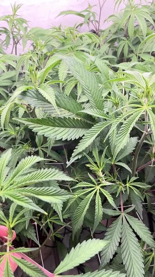 Slurricane #7 mother + clones party