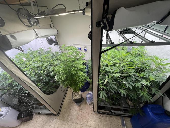 Slurricane #7 mother + clones party. Week 16