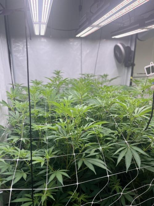 Slurricane #7 mother + clones party. Week 16
