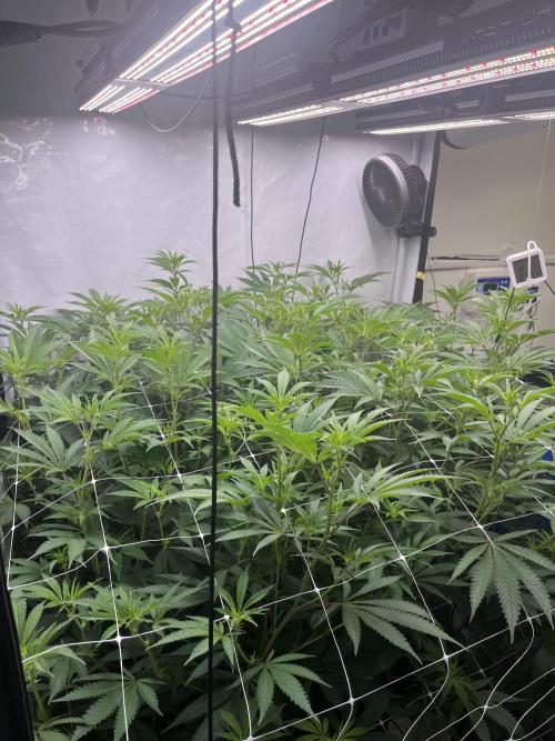 Slurricane #7 mother + clones party. Week 16