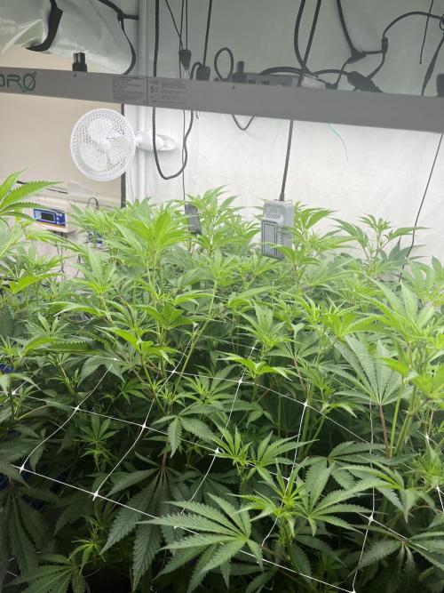 Slurricane #7 mother + clones party. Week 16