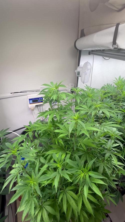Slurricane #7 mother + clones party