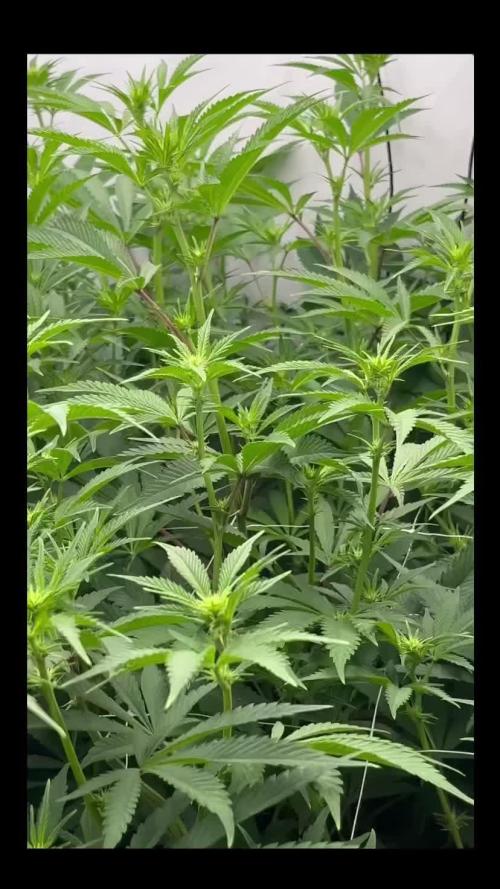 Slurricane #7 mother + clones party
