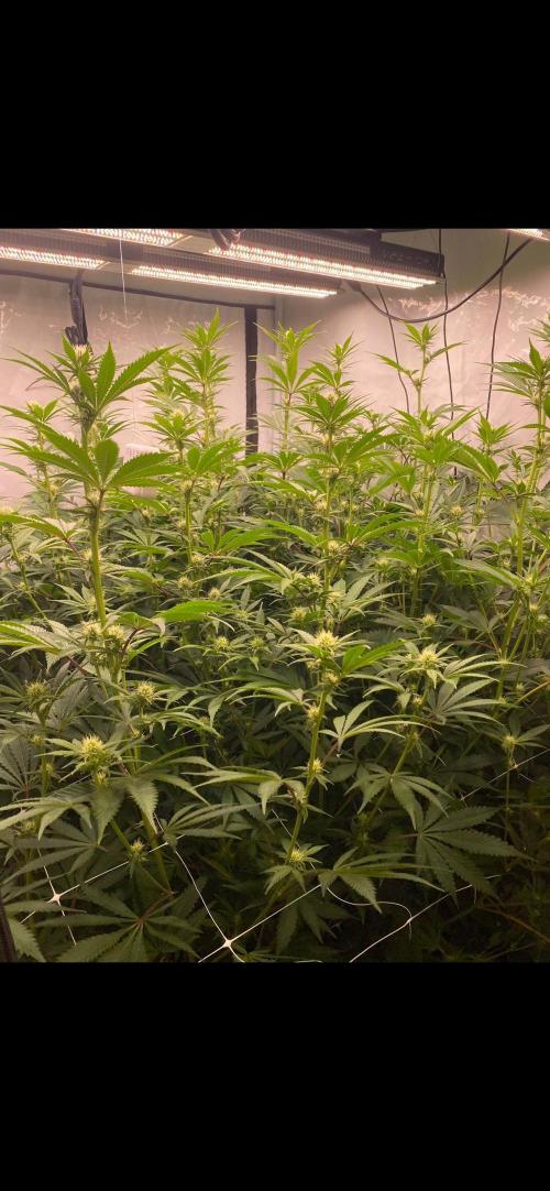 Slurricane #7 mother + clones party. Week 17
