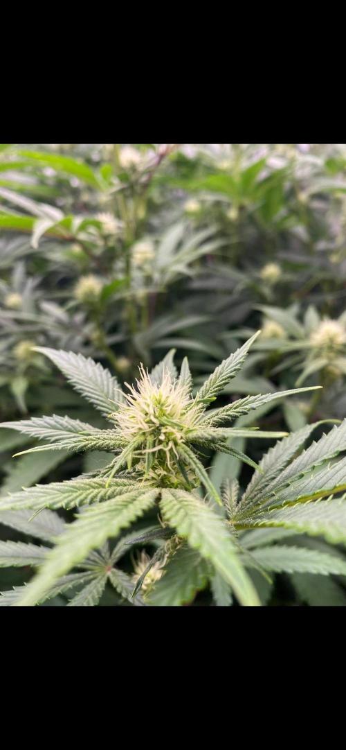 Slurricane #7 mother + clones party. Week 17