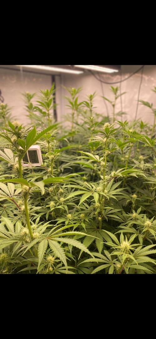 Slurricane #7 mother + clones party. Week 17