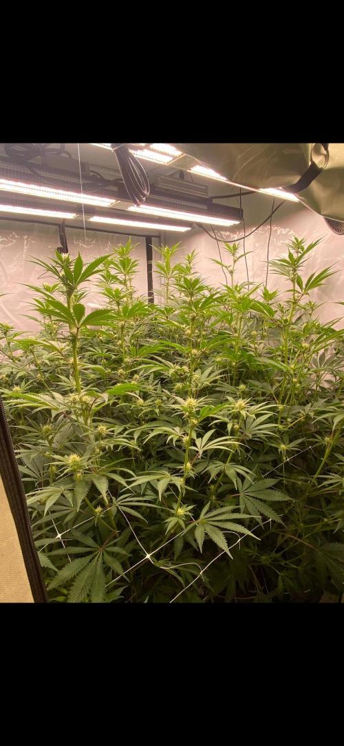 Slurricane #7 mother + clones party. Week 17