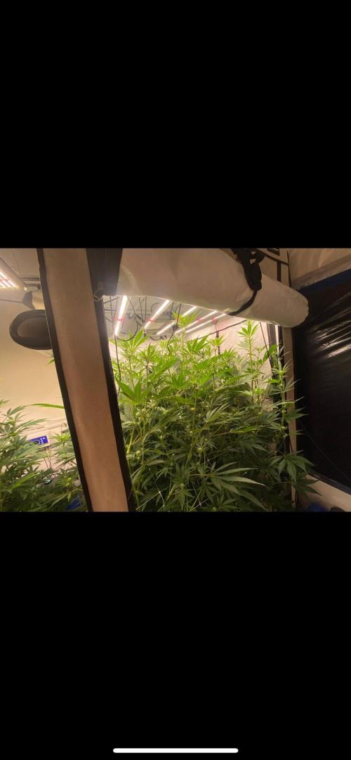 Slurricane #7 mother + clones party. Week 17