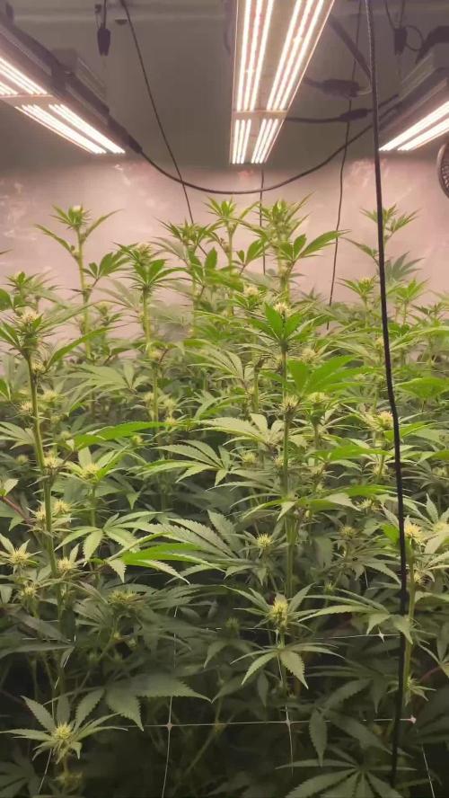 Slurricane #7 mother + clones party