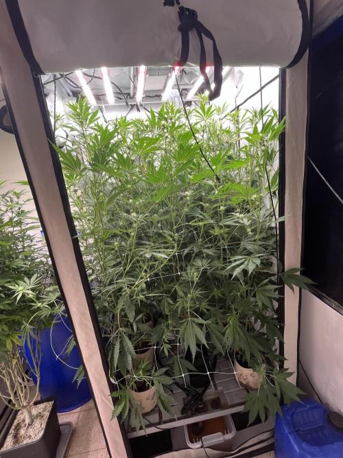 Slurricane #7 mother + clones party. Week 17