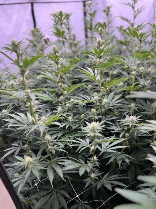 Slurricane #7 mother + clones party. Week 17