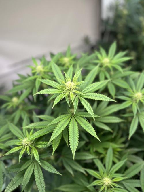 Slurricane #7 mother + clones party. Week 17
