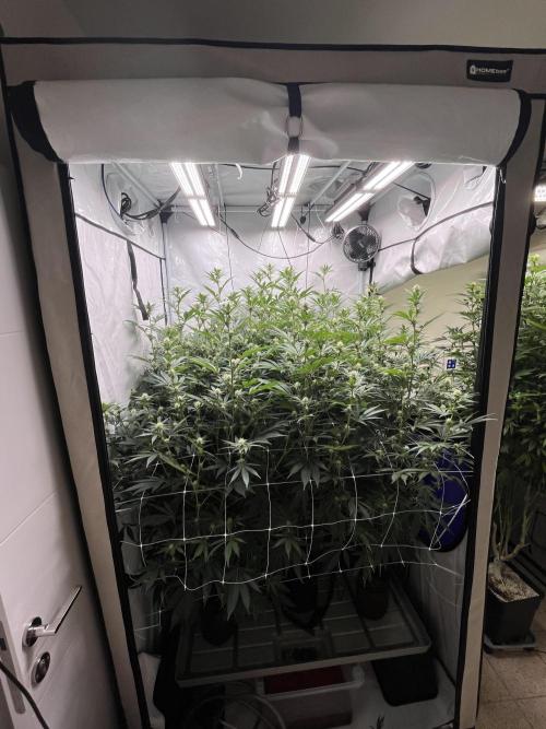Slurricane #7 mother + clones party. Week 17