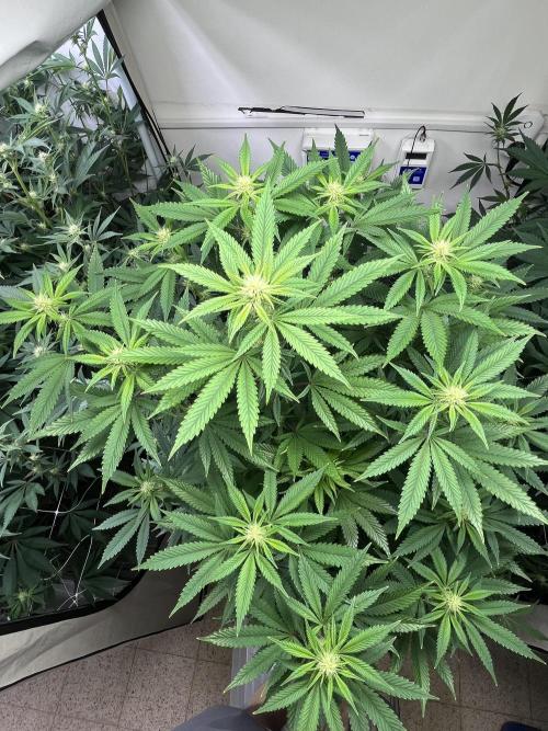 Slurricane #7 mother + clones party. Week 17