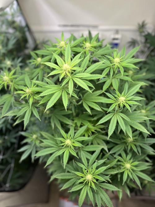 Slurricane #7 mother + clones party. Week 17