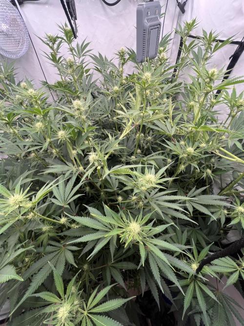 Slurricane #7 mother + clones party. Week 17