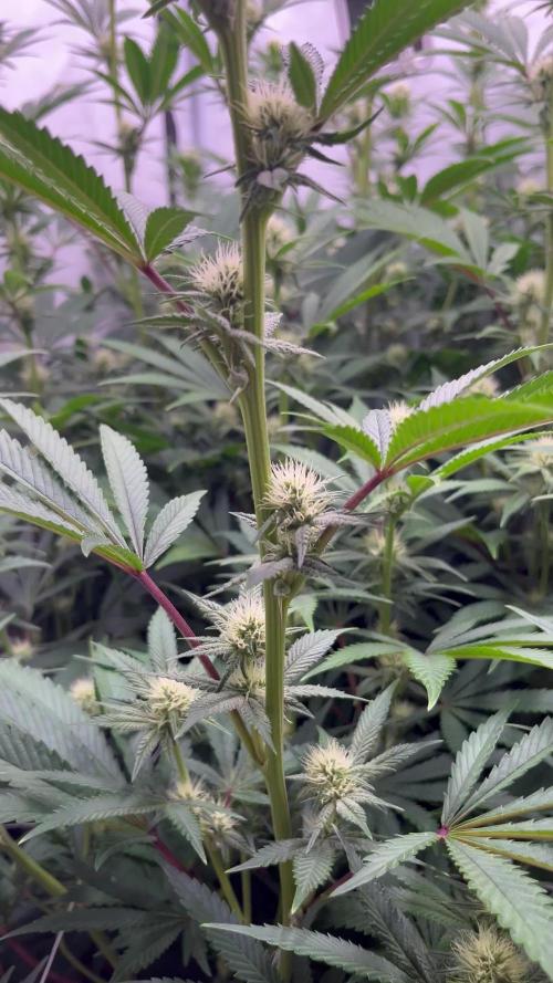 Slurricane #7 mother + clones party