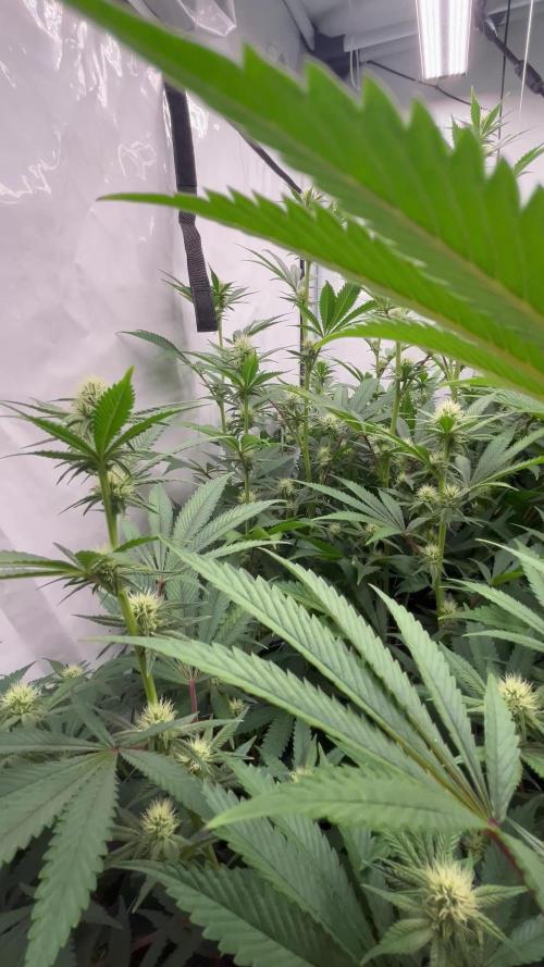 Slurricane #7 mother + clones party