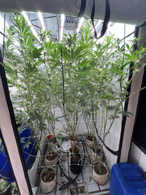 Slurricane #7 mother + clones party. Week 18