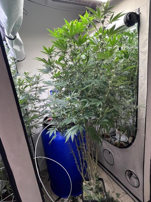 Slurricane #7 mother + clones party. Week 18