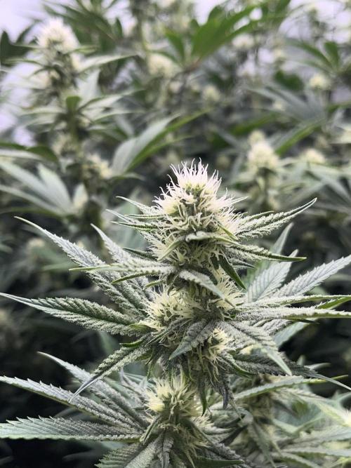 Slurricane #7 mother + clones party. Week 18