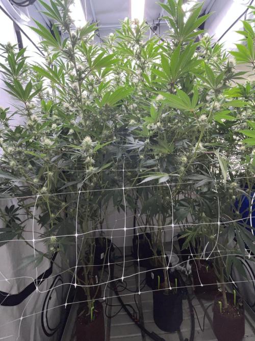 Slurricane #7 mother + clones party. Week 18