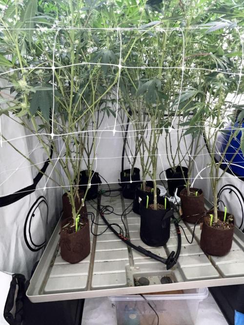 Slurricane #7 mother + clones party. Week 18