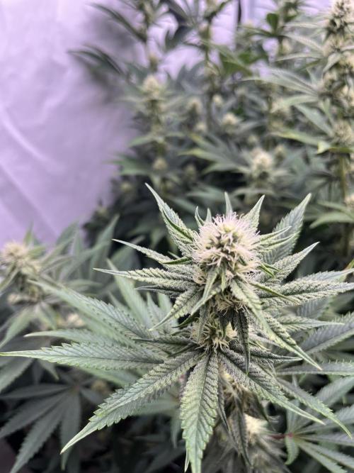 Slurricane #7 mother + clones party. Week 18