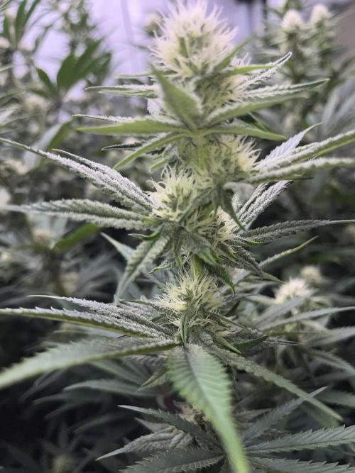 Slurricane #7 mother + clones party. Week 18