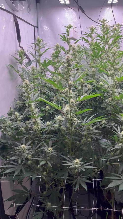 Slurricane #7 mother + clones party