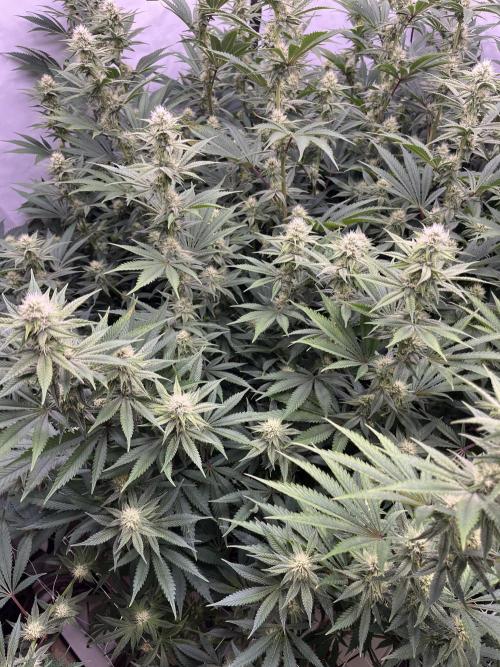 Slurricane #7 mother + clones party. Week 18