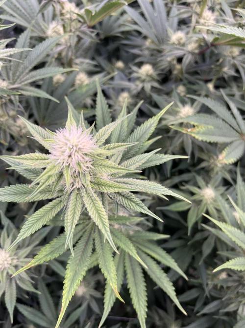 Slurricane #7 mother + clones party. Week 18