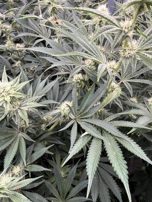 Slurricane #7 mother + clones party. Week 18