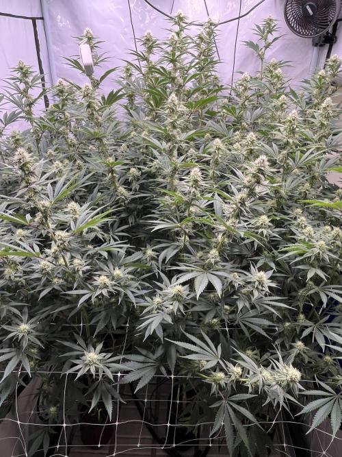 Slurricane #7 mother + clones party. Week 18