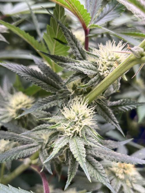 Slurricane #7 S1. Week 18