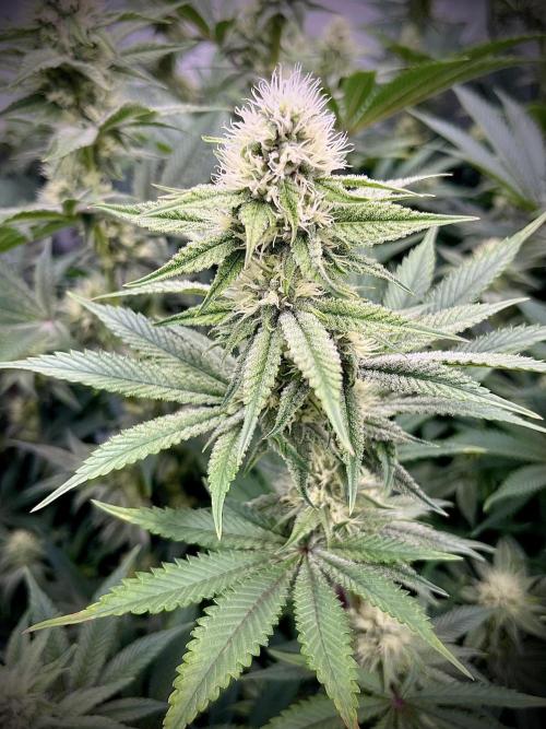 Slurricane #7 mother + clones party. Week 18