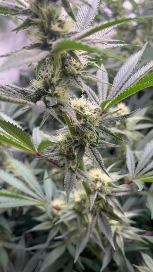 Slurricane #7 mother + clones party