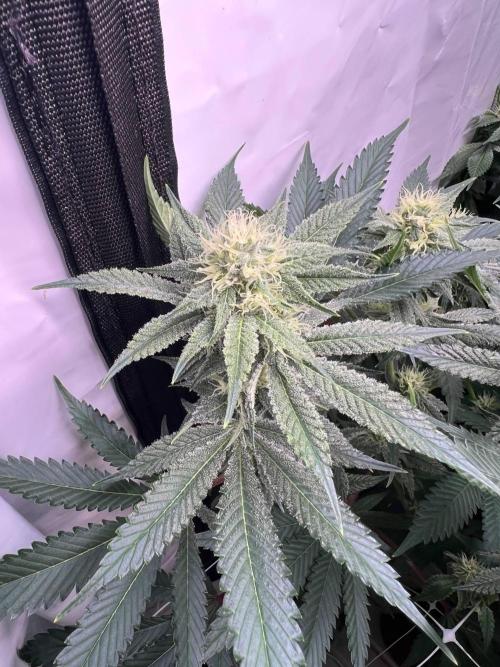 Slurricane #7 mother + clones party. Week 18 - Week 4 day 27