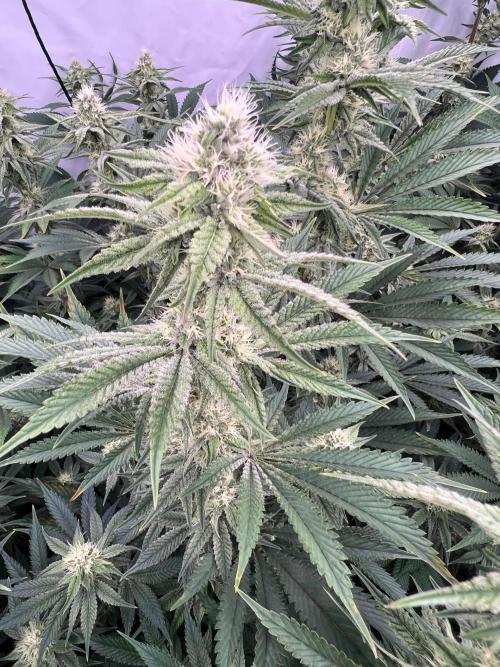 Slurricane #7 mother + clones party. Week 18 - Week 4 day 27