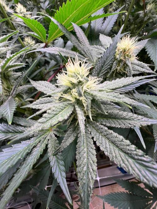 Slurricane #7 mother + clones party. Week 18 - Week 4 day 27