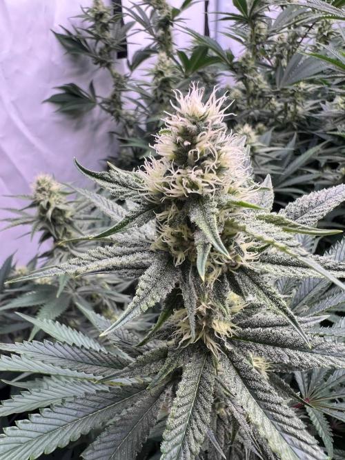 Slurricane #7 mother + clones party. Week 18 - Week 4 day 27