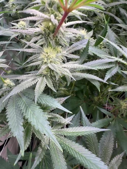 Slurricane #7 mother + clones party